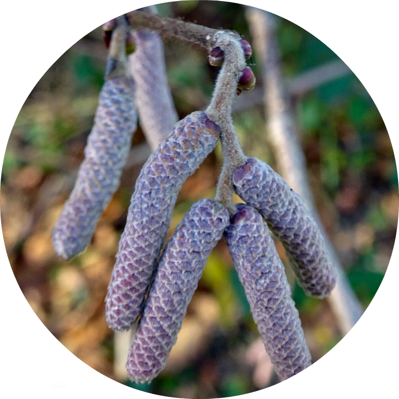 Laurie Lee - Hazel Alder (800x800), Png Download