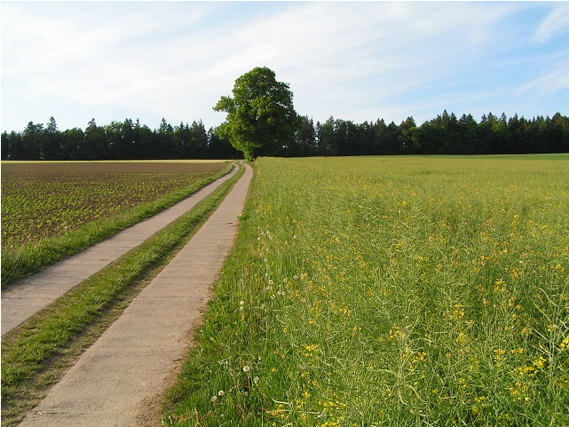 Field (800x600), Png Download