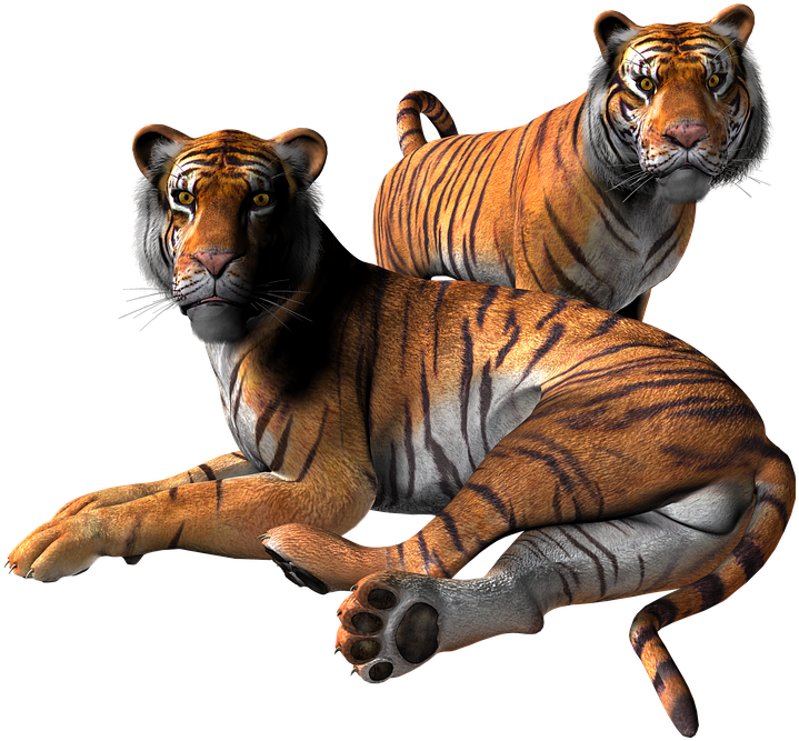 Tiger Png 8, Buy Clip Art - Animals Render (744x720), Png Download