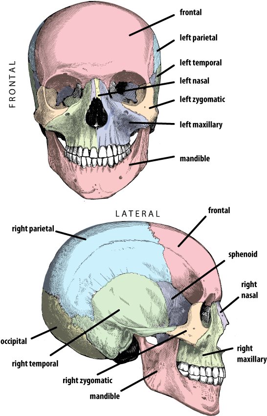 Petrous Bone Of Temporal Bone (600x867), Png Download