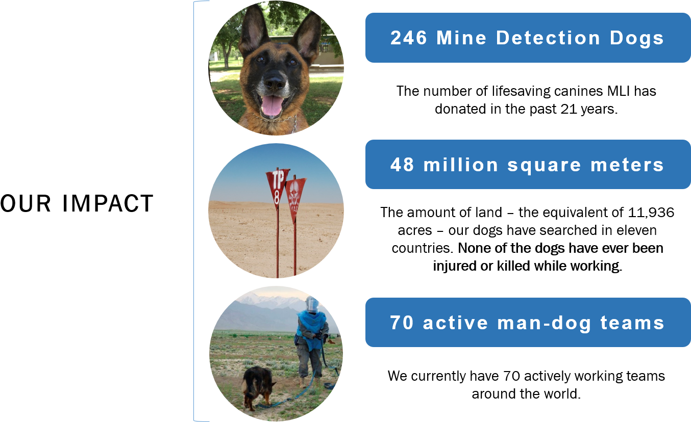 Mine Detection Dog Partnership Program - Dog (1428x827), Png Download
