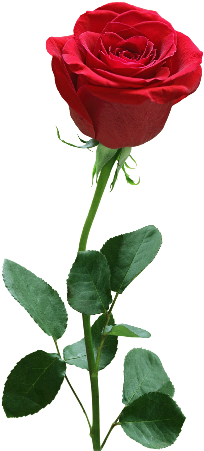 Rose Flower Png Image Free Download Searchpng - Bb&t Center (869x1578), Png Download