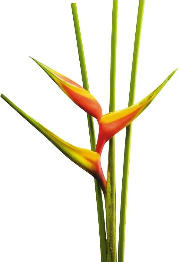 Heliconia Bihai Arawak - Flores Tropicalea Png (870x864), Png Download