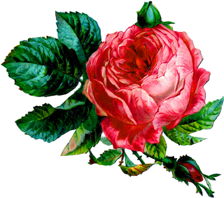 Pink Rose Png - Transparent Cabbage Rose (900x900), Png Download