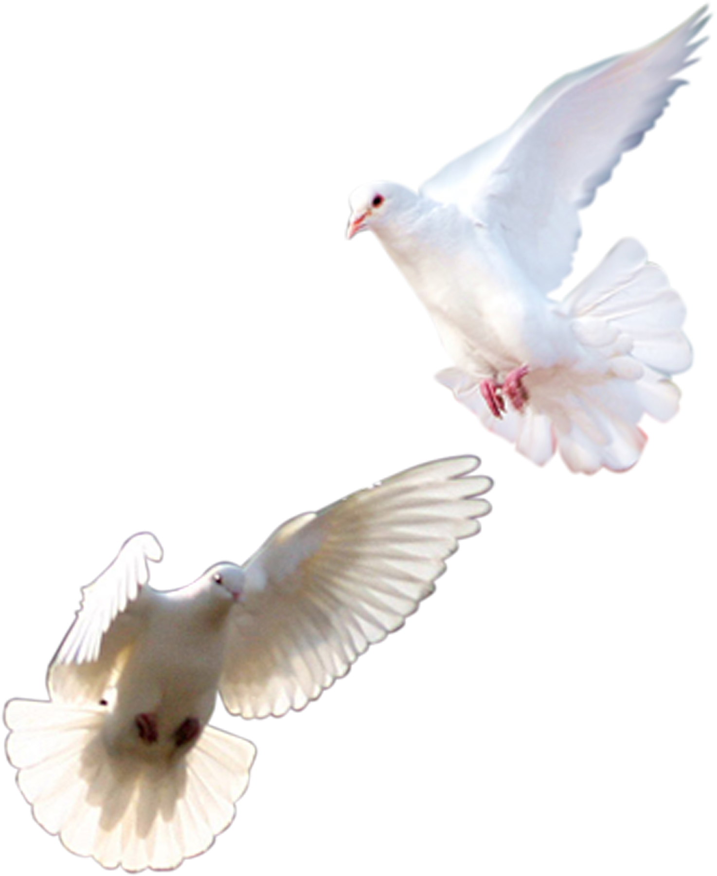 Doves Png Images - Pigeons And Doves (1800x1800), Png Download