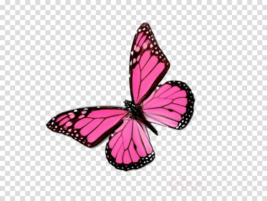 Download Pink Butterfly Png Clipart Butterfly Insect Mass Effect Tali Zorah Inflation Full Size Png Download Seekpng