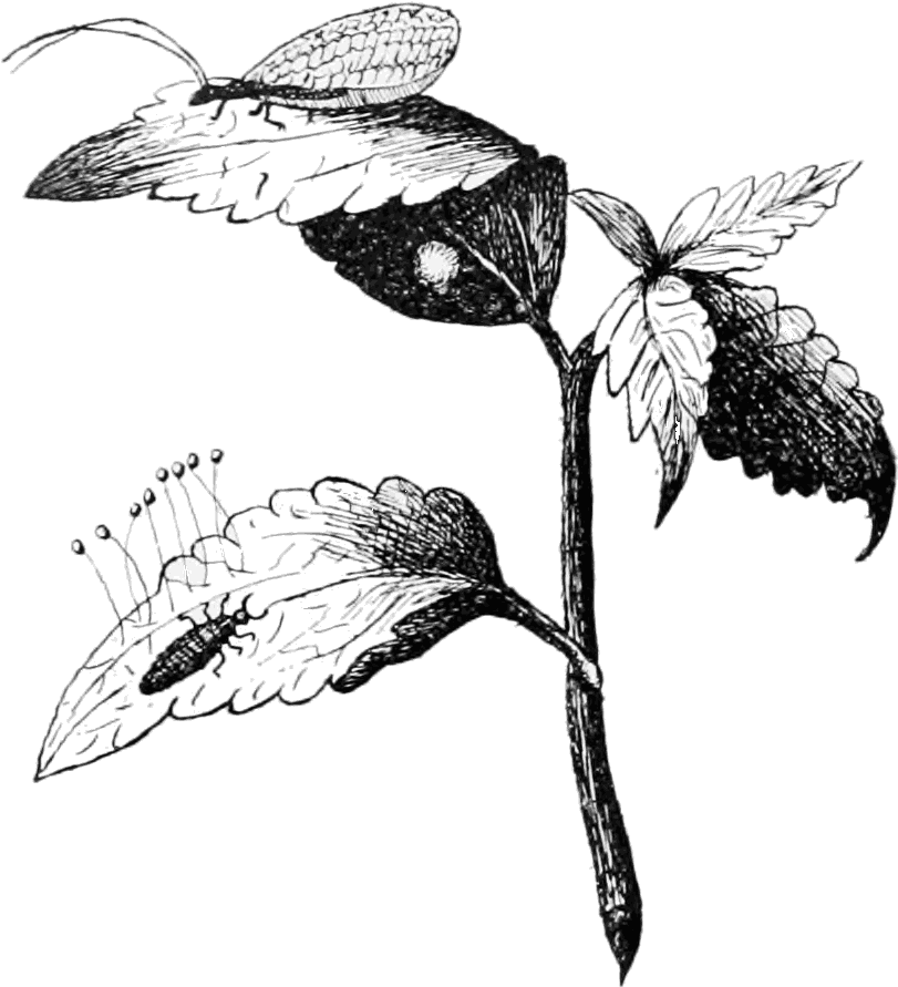 Psm V54 D086 Cocoon Larva Eggs And Adult Aphis Lion - Cocoon Drawing Png (849x917), Png Download