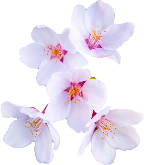 “ Cherry Blossom From The Prunus Genus - Cherry Blossom Transparent Background (609x708), Png Download