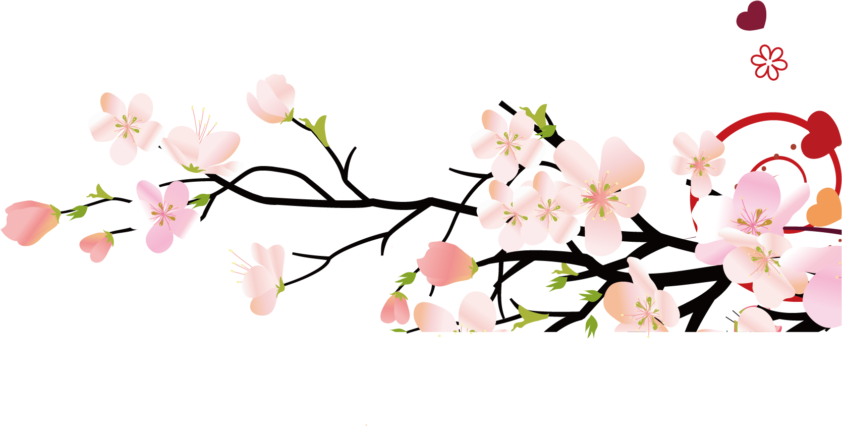 Cherry Blossom (1875x1875), Png Download