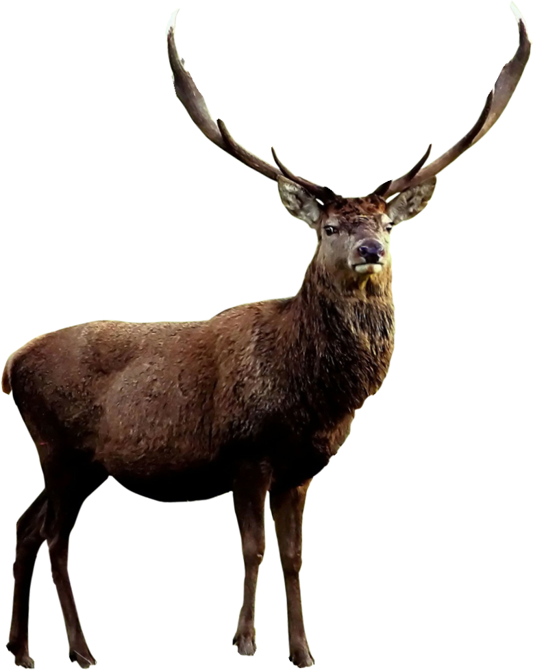 Red Roe Antler Material - Ciervo Png (1000x1000), Png Download