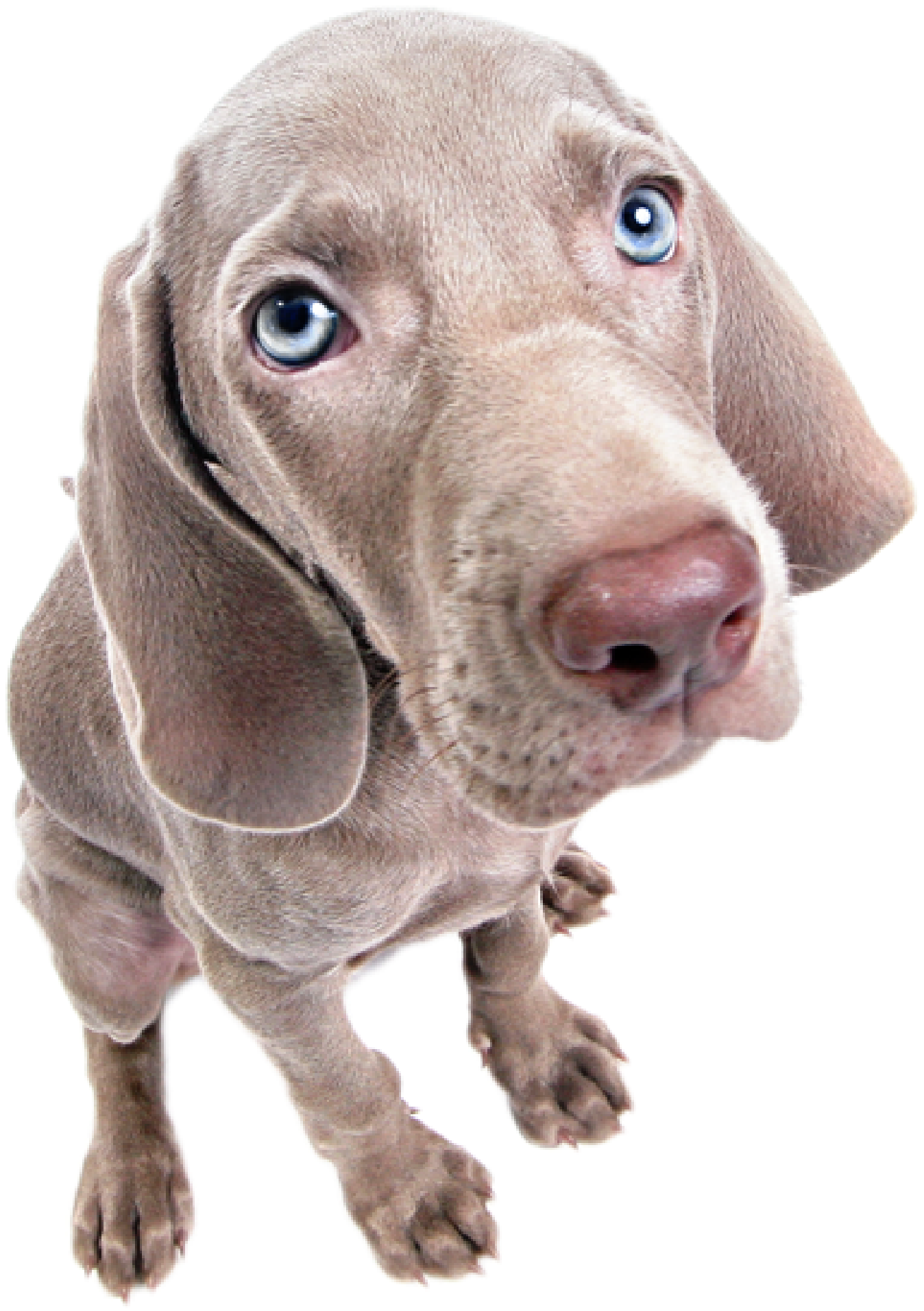 Don't Give Us Those Puppy Dog Eyes - Dog (1400x1998), Png Download