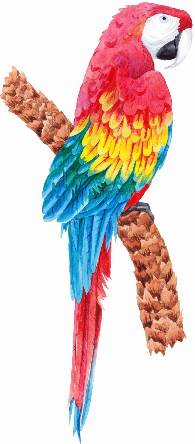 Colorful Parrot Png Image Background - Tropical Birds Transparent (650x1480), Png Download