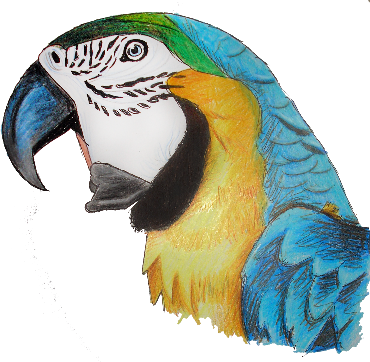 Macaw Parrot Png Pic - Parrot (1289x1242), Png Download