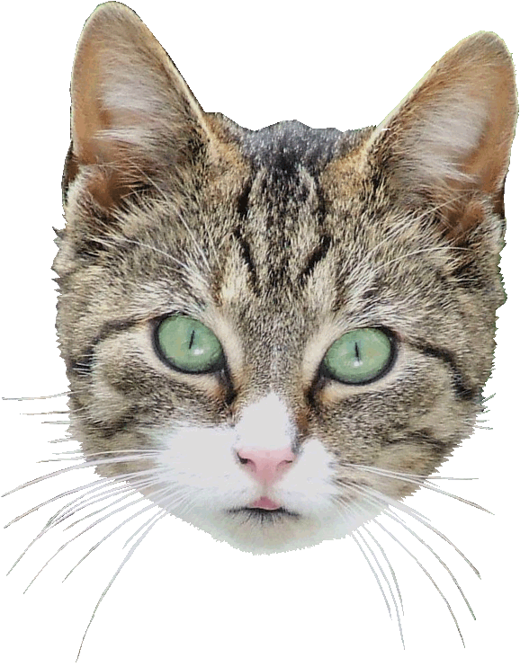 Quirky Artist Loft - Cat Head Transparent Background (578x742), Png Download