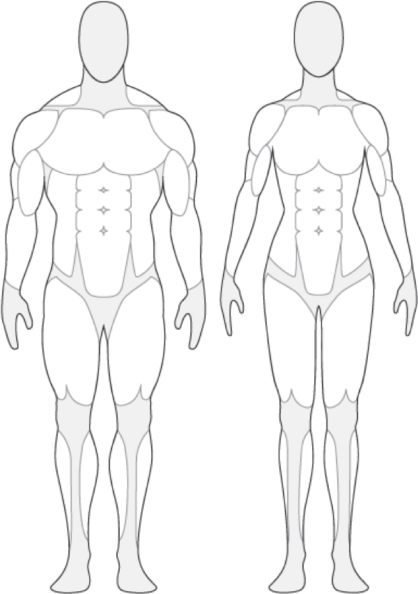 Human Body Outline With Muscles (625x938), Png Download