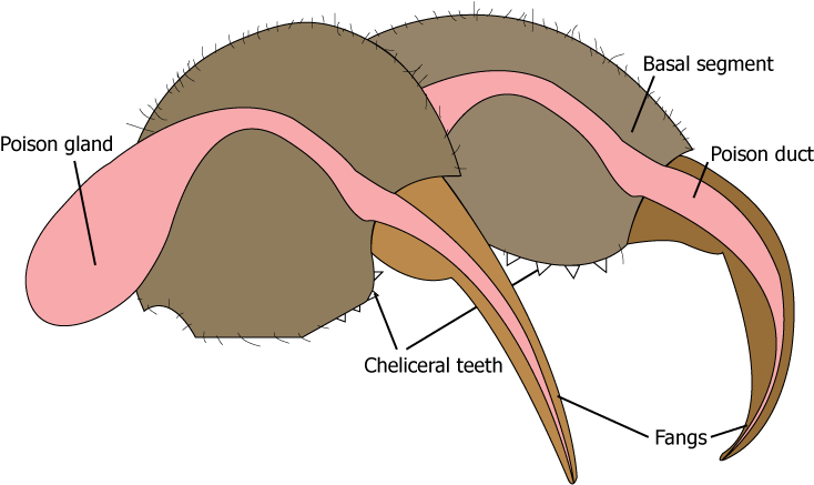 The - Rosy Maple Moth (842x595), Png Download