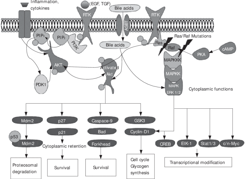 Overview Of The Akt And Erk Signaling Pathway - Diagram (850x623), Png Download