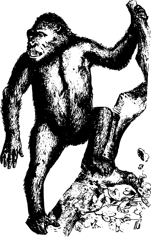 Gorilla (509x800), Png Download