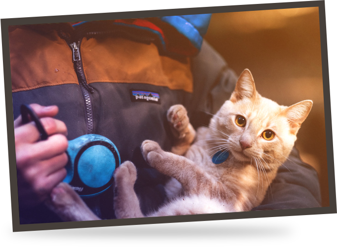 Testimonials ~ - Cat (685x503), Png Download