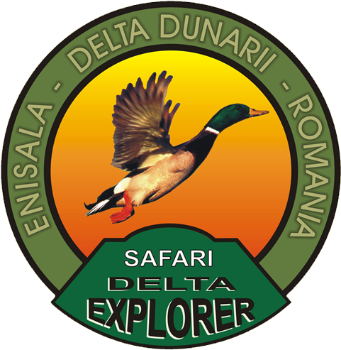 Egrets, Bee-eater, Wild Geese, Cormorants, Eagles, - Duck (960x600), Png Download