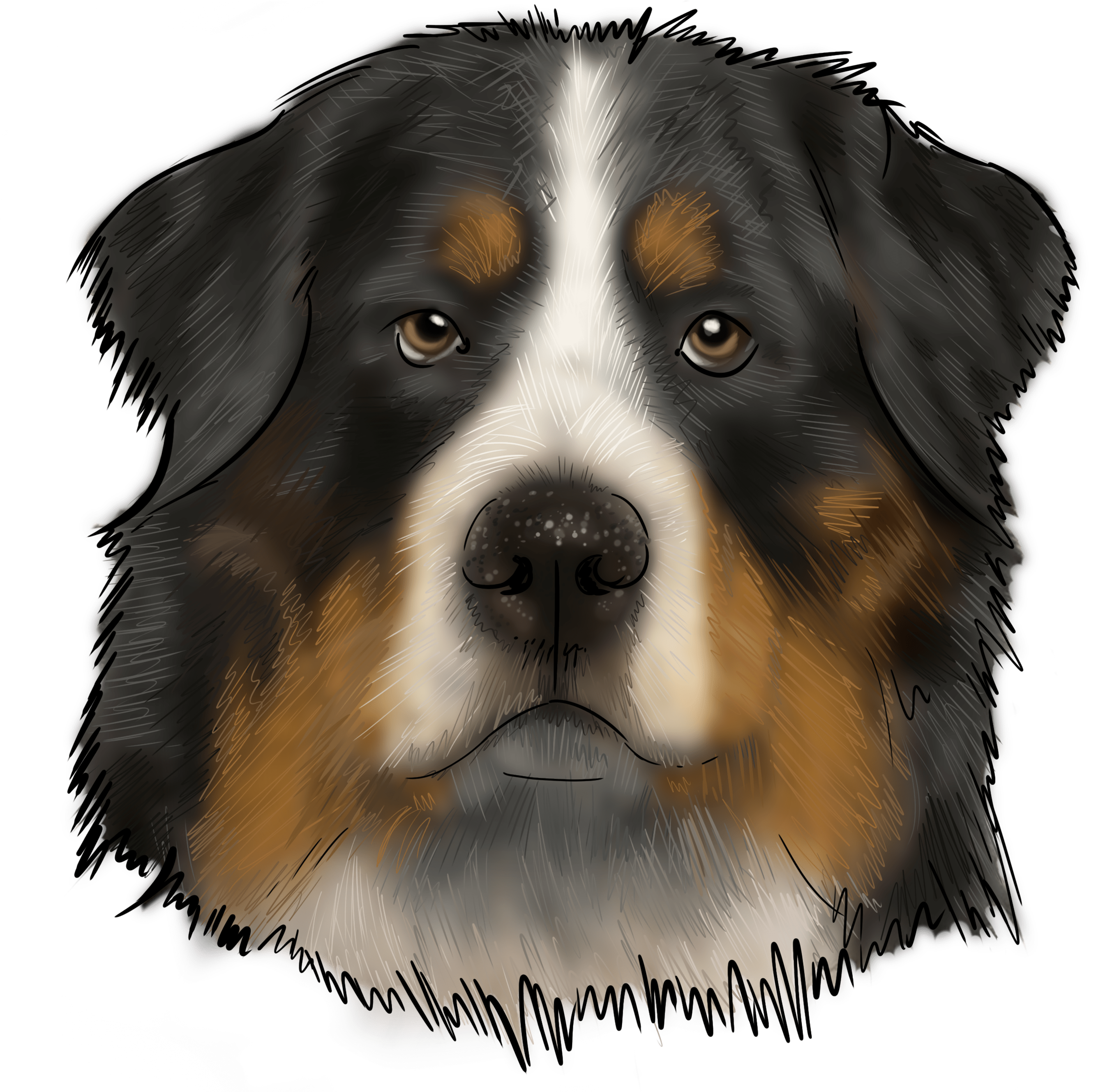 66 Why Are You A Bernese Mountain Dog - Bernese Mountain Dog (3000x3000), Png Download
