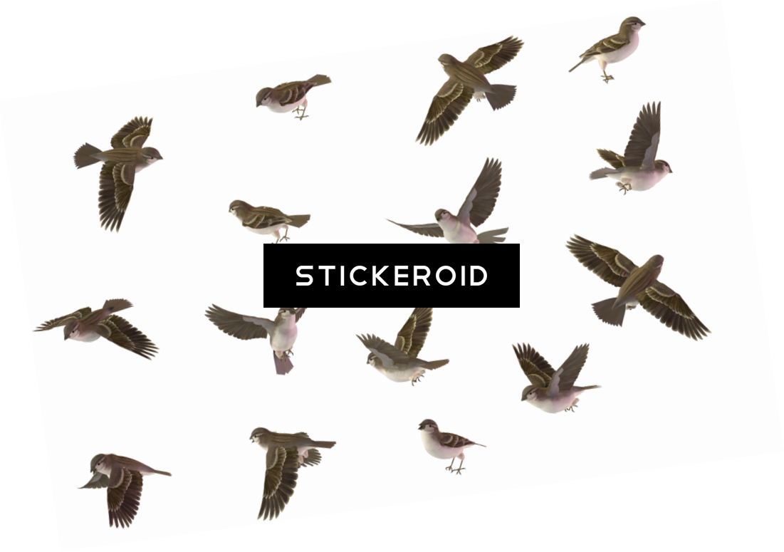 Sparrow Birds - Sparrow (1101x775), Png Download