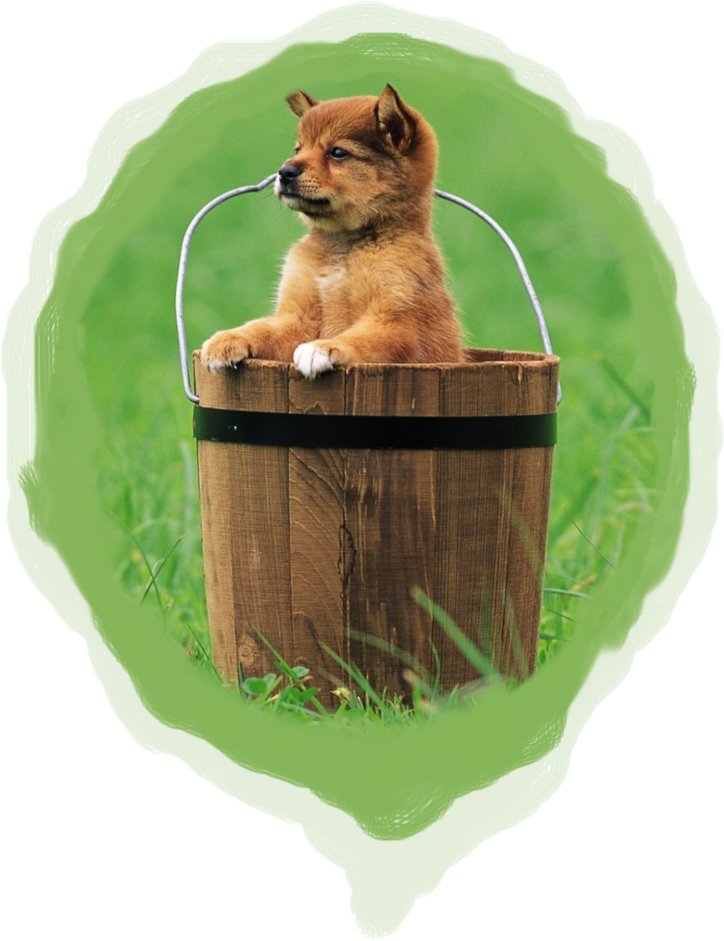 Puppy - Dogs In A Bucket (1046x1358), Png Download