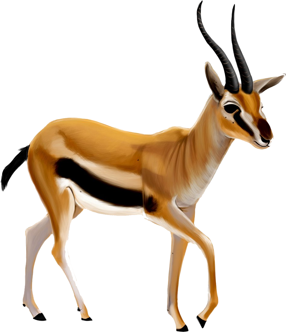 Anticuerpo Png - Gazelle Clipart (1024x1174), Png Download