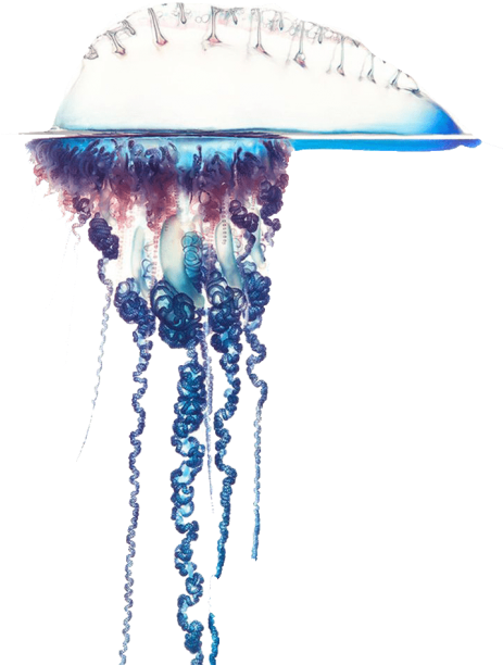 Best Blue Bottle Jellyfish Free Pictures Png - Portuguese Man Of War Png (480x711), Png Download