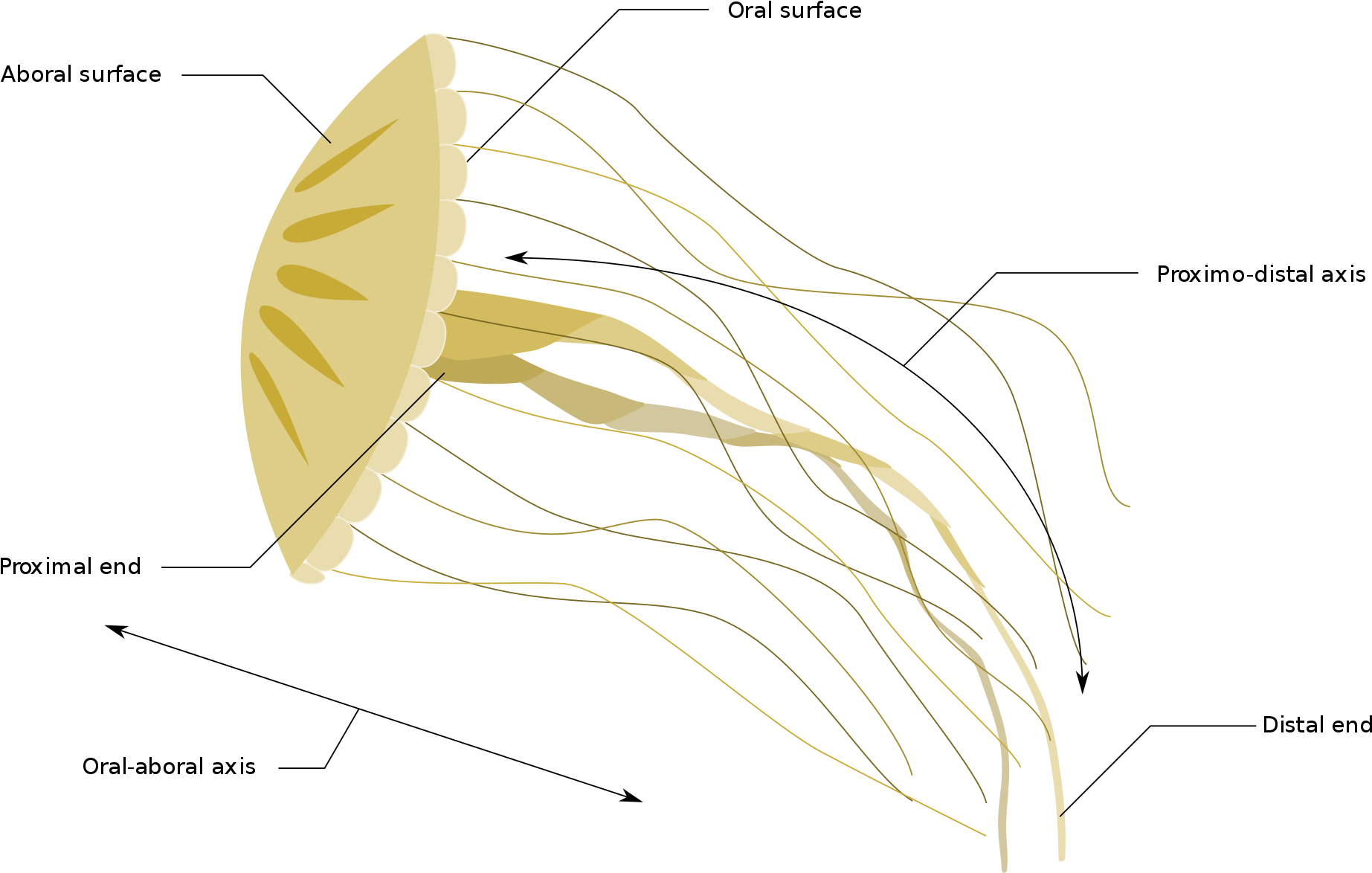Open - Diagrams Of Jellyfish (2000x1202), Png Download