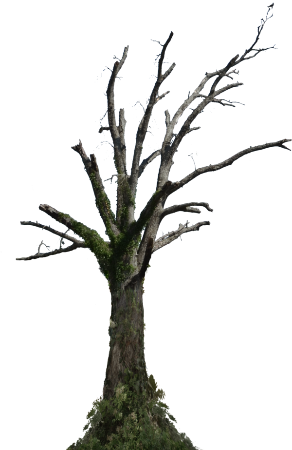 Dead Tree Png Stock Photo - Tree Of Dead Png (792x1009), Png Download