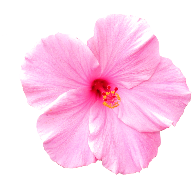 Pink Flower (800x765), Png Download
