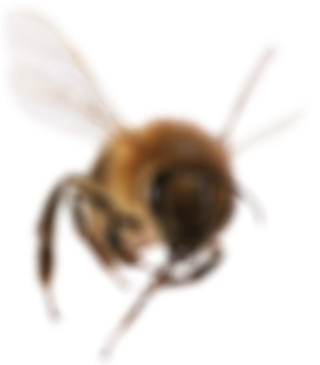 Bee (644x721), Png Download