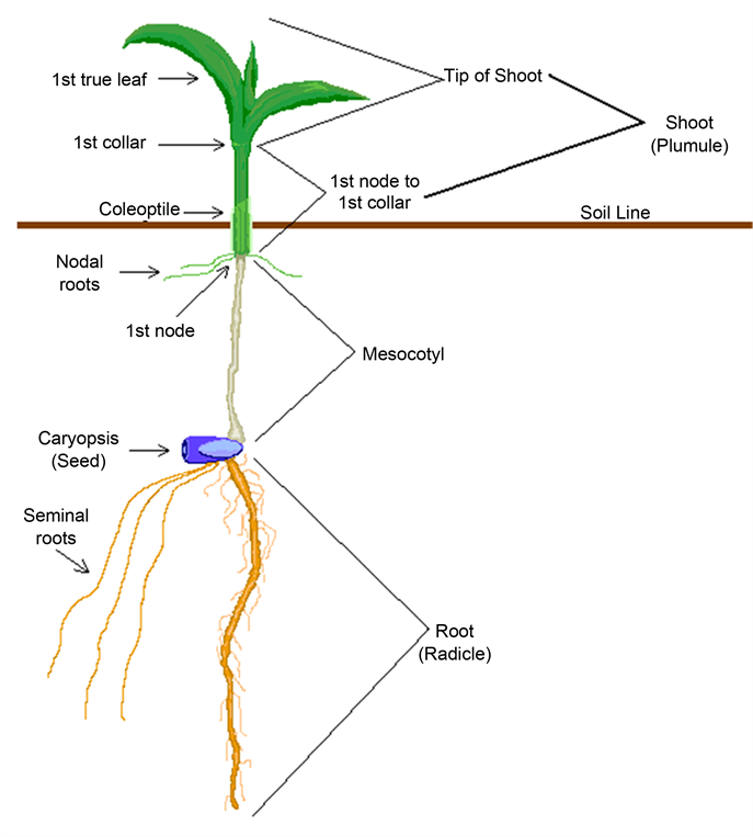 Diagram Of Maize Seedling Parts - Diagram (903x762), Png Download