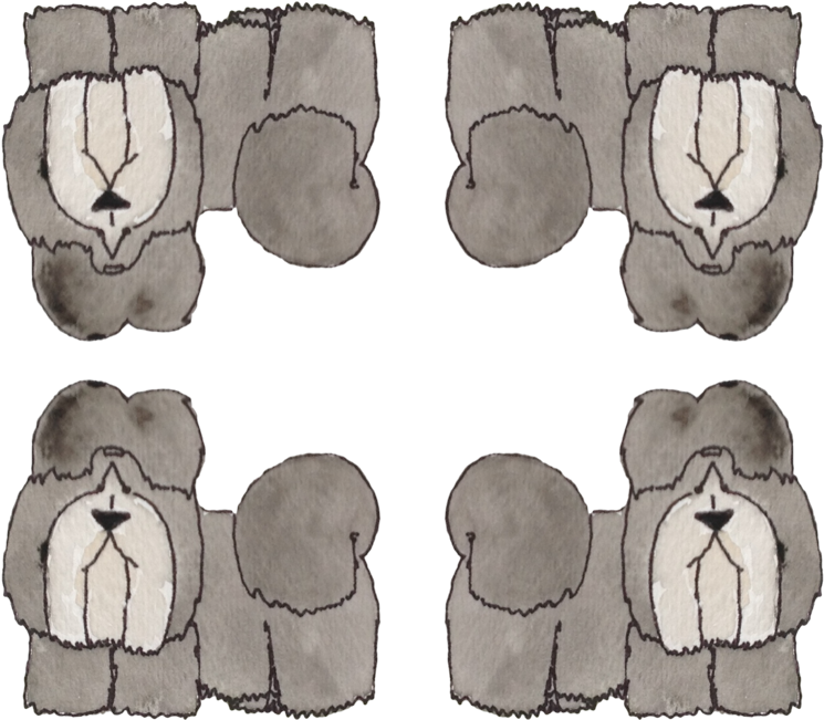 Shih-tzu By Ottdesigns - Customized Wallpaper Patterns (800x684), Png Download