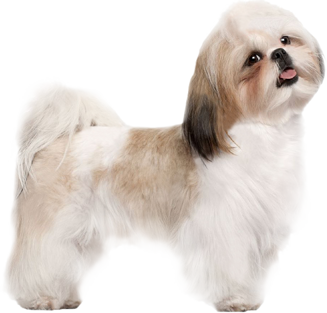 Free Download Anjing Shih Tzu Png Clipart Shih Tzu - Gambar Anjing Shih Tzu (640x613), Png Download