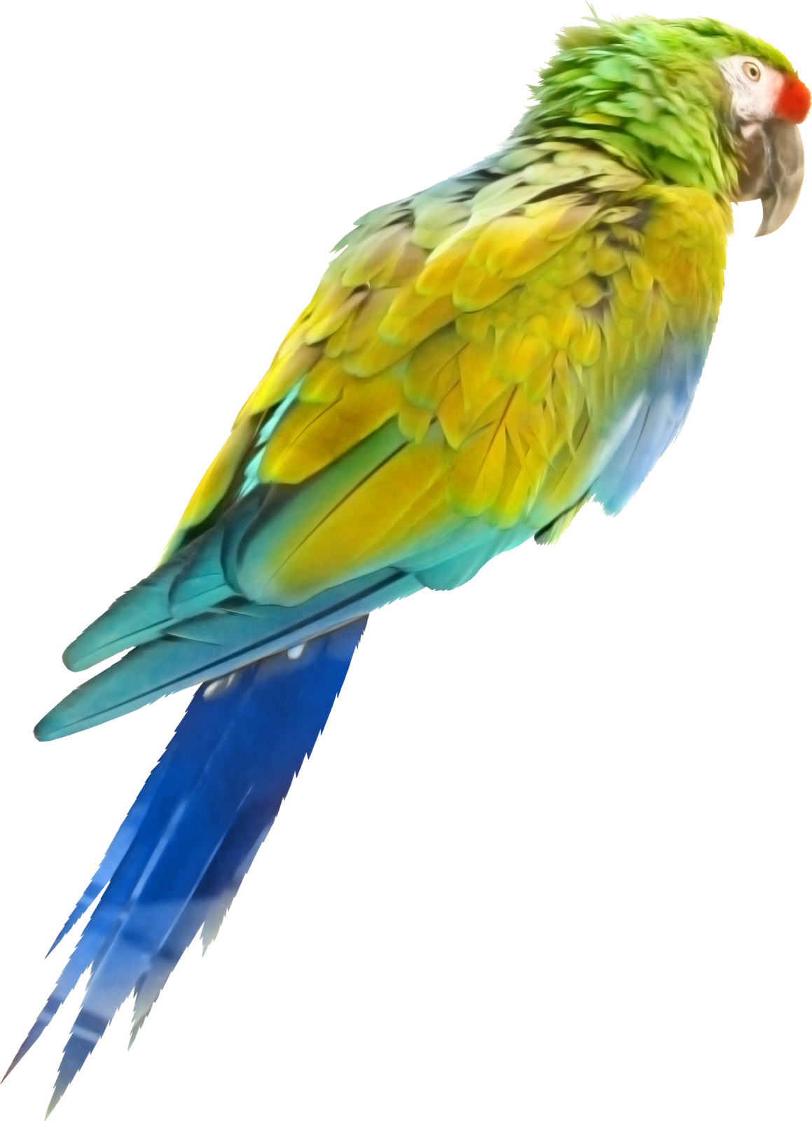Tube, Google, Search, Psp, Birds, Searching - Aves Png De Colores (1159x1600), Png Download