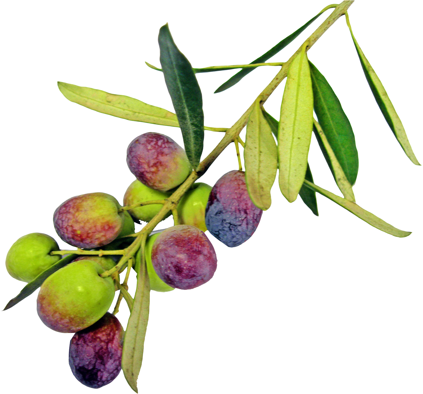 Olive Png Pic - Rallis Olive Oil (1603x1358), Png Download