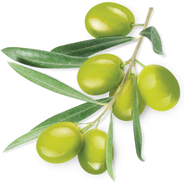 Green Olive, Green Olive, Green, Plant Vector Png And - Macrovita Face Cleansing Foam 3 In 1 (360x360), Png Download