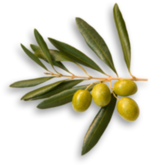 Story - Olives Top View Png (583x635), Png Download