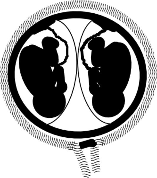 Twins Clipart Silhouette - Twins In Womb Clip Art (531x600), Png Download
