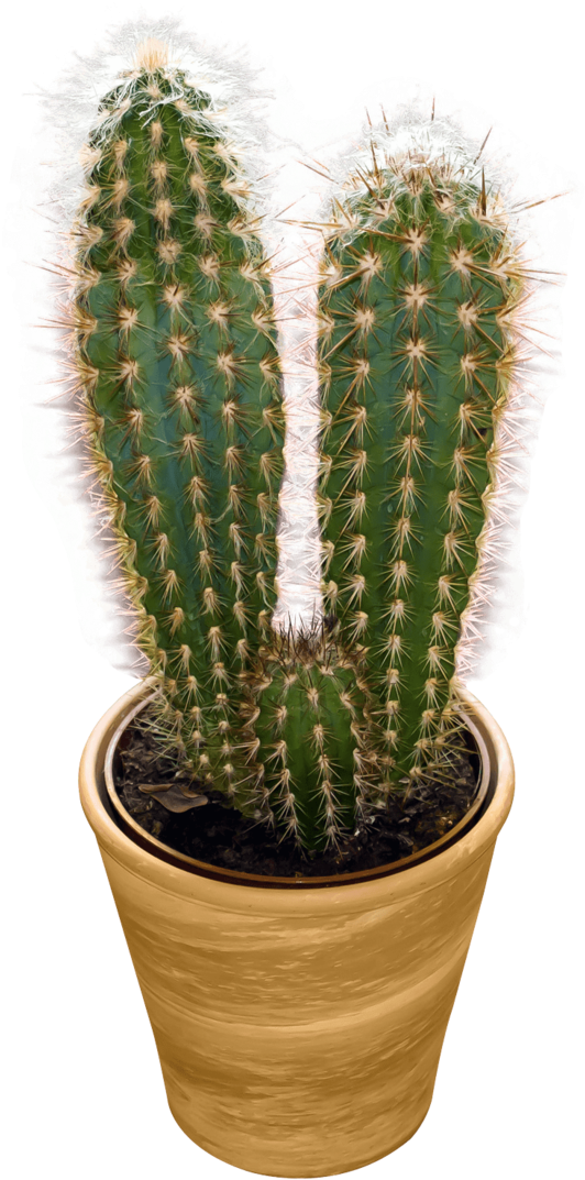 Free Png Cactus Png Images Transparent - Transparent Cactus (480x686), Png Download