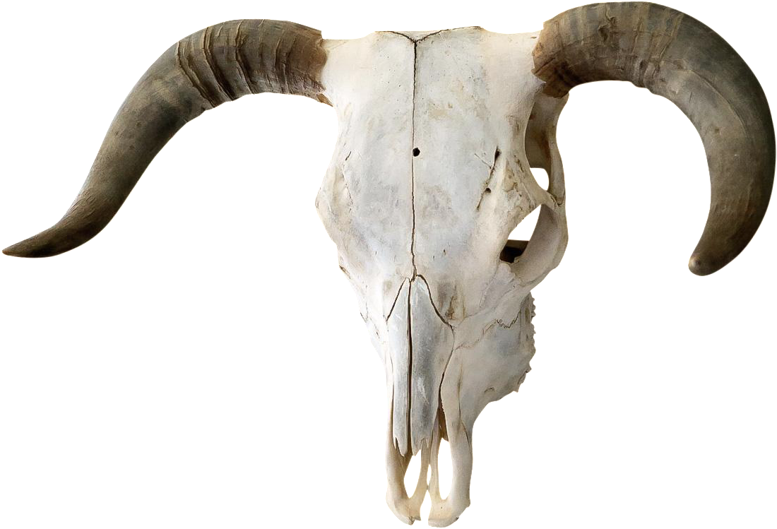 Download Cow Skull Png - Transparent Bull Skull Png | Transparent PNG