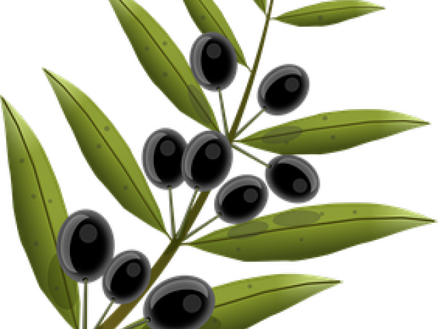 Olive Tree Clipart - Zeytin Dali Png (640x480), Png Download