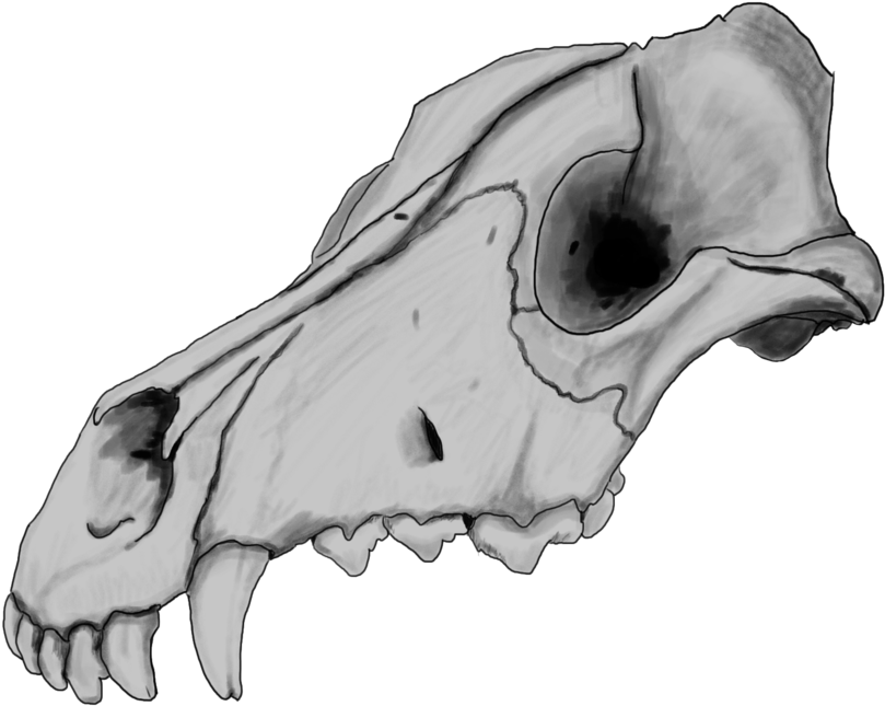 Anonymous Skull - Drawing (1057x756), Png Download