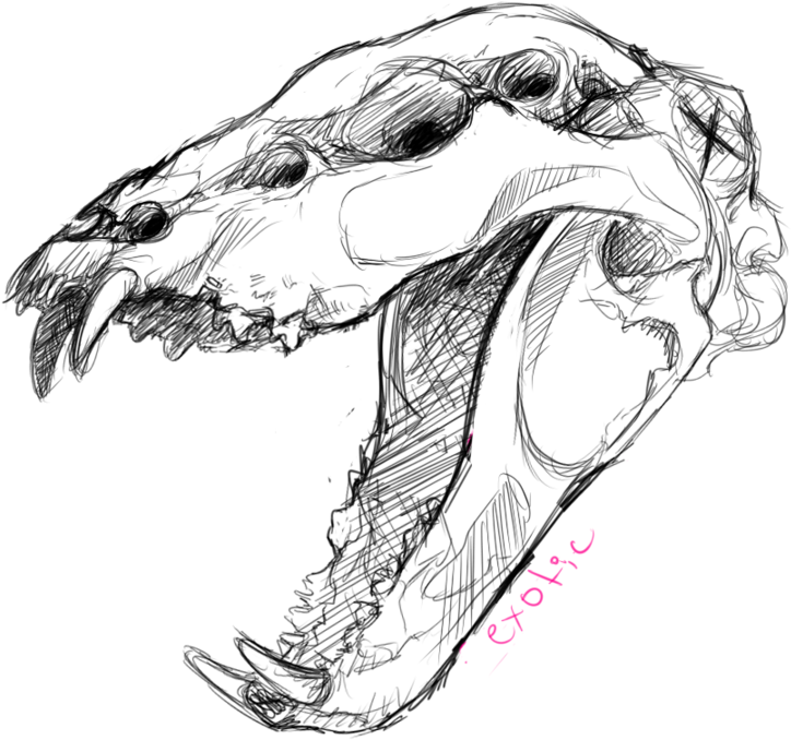 Animal Skull Drawing At Getdrawings - Drawing Of Dog Skull (900x900), Png Download