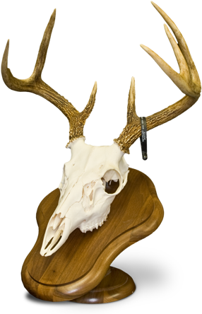 European Mount Deer - Deer Head European Mount (300x448), Png Download