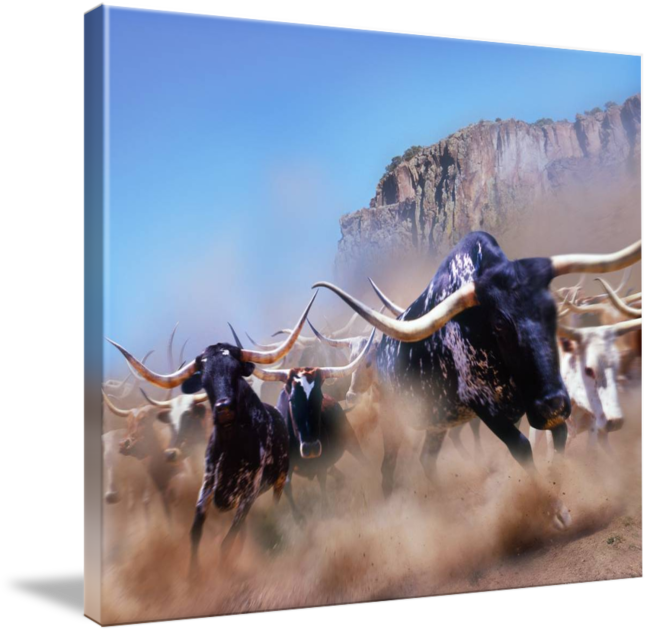 Longhorn Clipart Bevo - Gallery-wrapped Canvas Art Print 13 X 11 Entitled Stampede! (650x633), Png Download