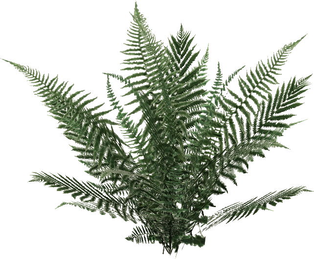 Oblivion Fern - Wiki (641x641), Png Download