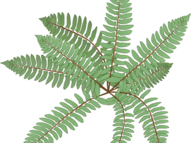 Ostrich Fern (640x480), Png Download